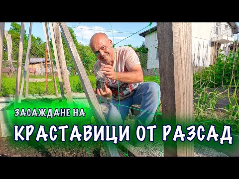 Видео: Тайните на успешните краставици от разсад. Как да се преборим срещу болести и вредители.