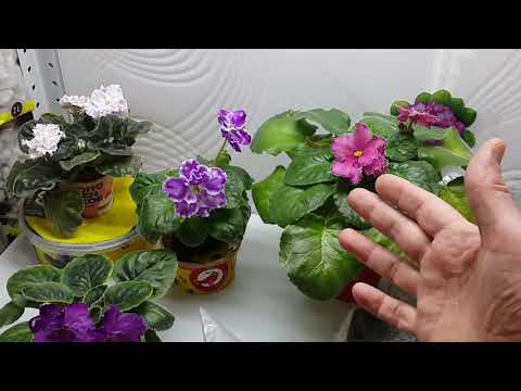 Видео: Листья или цветоносы? FAQ. Фиалки для новичков