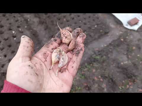 Видео: Чеснок. Посадка озимых закончена.... 1686шт.