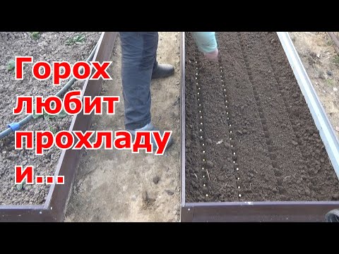 Видео: Когда сажать горох в открытый грунт и как выращивать горох.