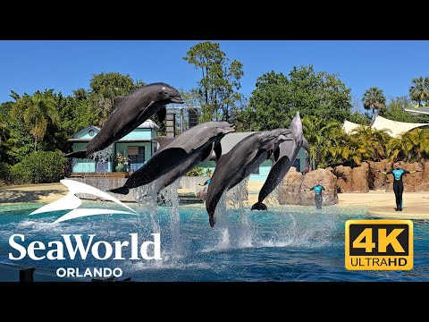 Видео: Шоу приключений дельфинов SeaWorld Orlando 2025 Полное шоу 4K
