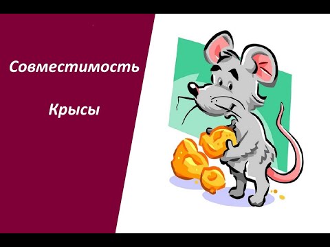 Видео: Совместимость Крысы по гороскопу со всеми знаками зодиака: между мужчиной и женщиной