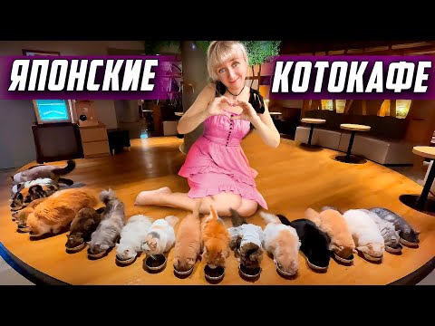 Видео: Кошачье кафе в Токио: Cat Cafe MOCHA Lounge | Цены на японскую технику | Что популярно в Японии