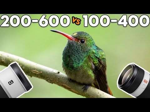 Видео: Sony 100-400 GM против 200-600 G (3 недели в Эквадоре)