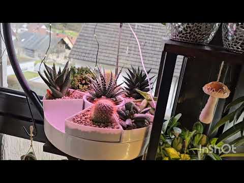 Видео: Мои фитолампы КОМНАТНЫЕ РАСТЕНИЯ #plants #top #garden #flowers #nature #