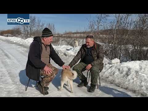 Видео: "Клуб охотников и рыболовов" выпуск 137 "Западно-Сибирская Лайка"