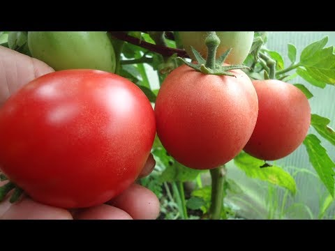 Видео: Самый выносливый томат - сибирский сорт Демидов. Видеообзор сорта в теплице начале июля.