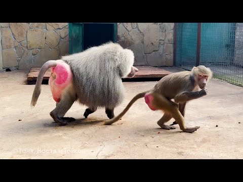 Видео: Поматросит и бросит - это про Люсю! Лида от Люси уже на потолок залазит, устала от этого "праздника"
