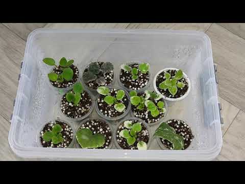 Видео: Фиалки у Алисы . Обзорчик и моё настроение на сегодняшний день 💖.