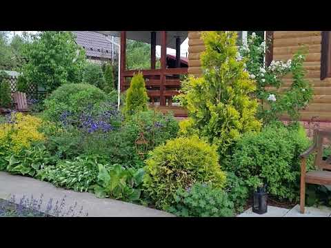 Видео: Сорняк или универсальное растение для сада -АКВИЛЕГИЯ ОБЫКНОВЕННАЯ.