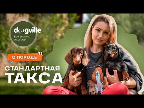 Видео: Стандартная такса — О породе с заводчиком