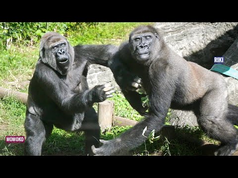 Видео: Озорной, но ласковый молодой самец гориллы | Брат Момоки Рики | Группа Хаоко