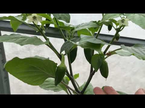 Видео: ПРАВИЛЬНАЯ ФОРМИРОВКА ПЕРЦА! ЧТО НУЖНО УДАЛИТЬ ОБЯЗАТЕЛЬНО НА РАСТЕНИЯХ!