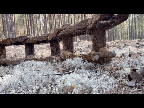 Видео: ПОИСК МЕТАЛЛА В УРАЛЬСКИХ ЛЕСАХ.  ЧТО ЕЩЕ МОЖНО НАЙТИ?