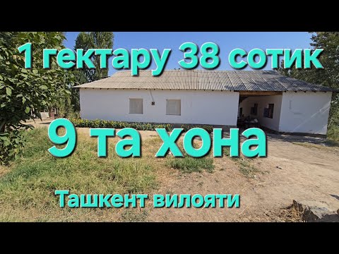 Видео: Арзони ТОШКЕНТ ВИЛОЯТИДА МАЗЗА КИБ ЯШИМАН ДЕГАНЛАРГА СОТИЛАДИ 