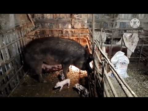 Видео: Тяжёлый опорос, свиноматка рвёт поросят, пришлось одеть намордник. Приехало 5 тон пшеницы.