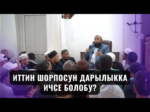 Видео: ИТТИН ШОРПОСУН ДАРЫЛЫККА ИЧСЕ БОЛОБУ? /СУРОО ЖООП/ Максат ажы 10,10,23