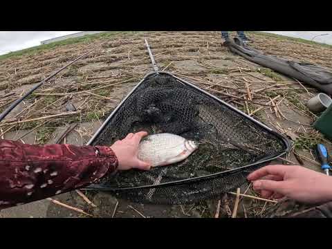 Видео: Что поймаю на фидер в холодный день весной? Однако клюет!