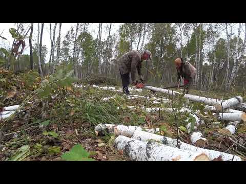 Видео: Дрова в лесу. заготовка дров в 2022.