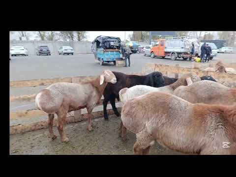 Видео: БИШКЕК АЛТЫН КАЗЫК МАЛ БАЗАРЫ 1-НОЯБРЬ 2025ж 