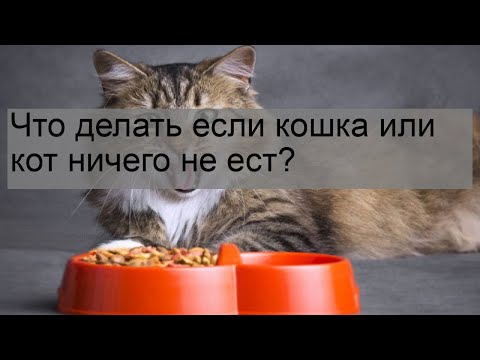 Видео: Что делать если кошка или кот ничего не ест?