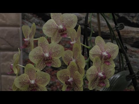 Видео: Обзор орхидей  (Разговор о некоторых препаратах) 27.12.16
