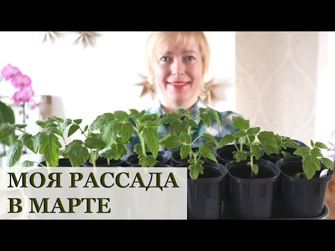 Видео: Рассада в марте / Как заставить подоконник в четыре этажа...