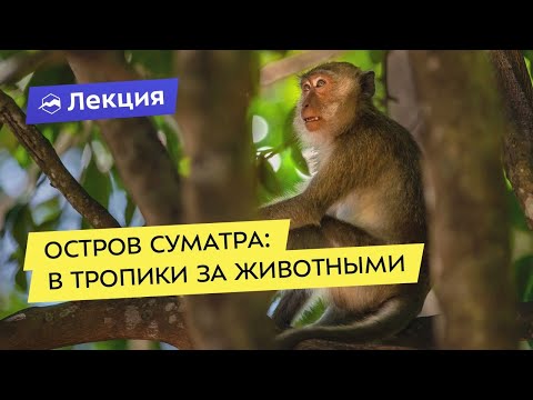 Видео: Остров Суматра, в тропики за животными