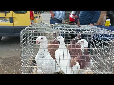 Видео: Виставка голубів та ціни! Івано-Франківська 14.09.2025