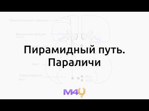 Видео: Пирамидный путь. Параличи