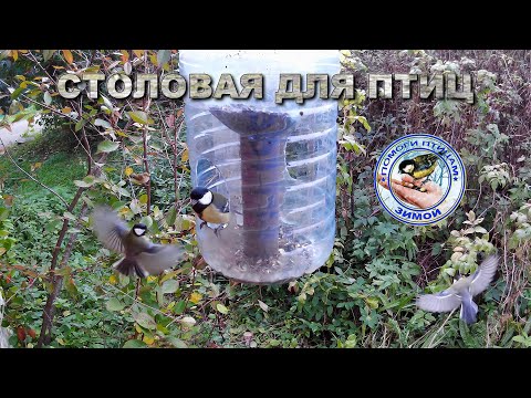 Видео: Кормушка с семечками 29 сентября 2025 года (04)