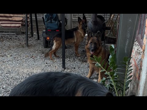 Видео: У дворі знову двіжуха😁
