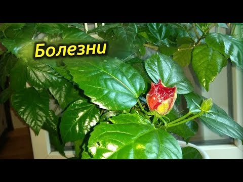 Видео: Почему болеет Гибискус. Болезни и лечение Китайской розы.