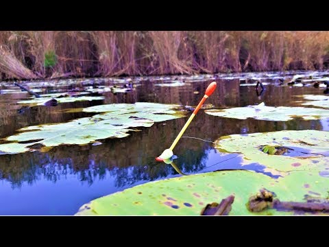 Видео: ЛОВЛЯ КАРАСЯ на ПОПЛАВОК ГЛУБОКОЙ ОСЕНЬЮ в КУВШИНКАХ