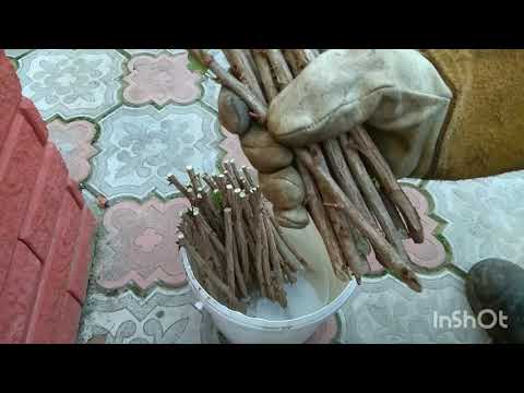 Видео: Размножение Крыжовника Черенками.