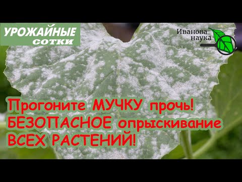 Видео: ДЕШЕВОЕ СУПЕР-СРЕДСТВО от мучнистой росы и клещей! Безопасный способ обработки по ягоде и плодам!