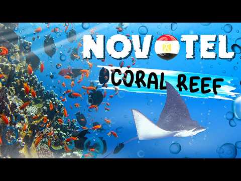 Видео: Египет 2025 - Марса-Алам | Завтрак в Novotel | УШЕЛ из отеля на ДИКИЙ коралловый риф Красного моря