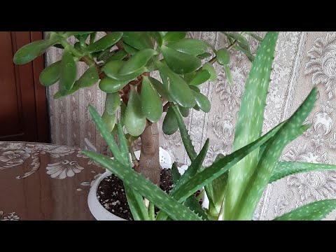 Видео: Спасаю цветы! Сушу бумажные салфетки!