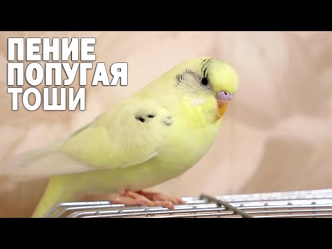 Видео: 🌞 Весёлое пение волнистого попугая Тоши 👍2022
