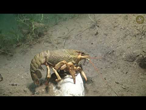 Видео: ПОДВОДНАЯ ОХОТА ВЕСНОЙ (СОБИРАЕМ РАКОВ, ВАРИМ С ПИВОМ).  Компас №54