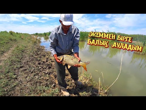 Видео: САЗАН АУЛАДЫМ, ҮЛКЕН АМУР ЖІПТІ ҮЗІП КЕТТІ !!!