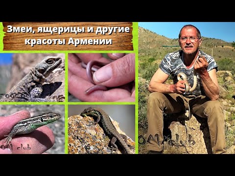Видео: Змеи, ящерицы и другие красоты Армении. Snakes and lizards of Armenia