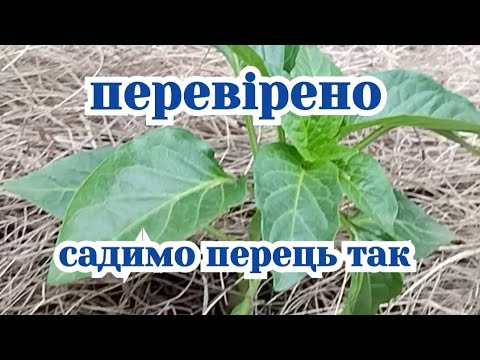 Видео: Розкриваю таємницю посадки перцю.