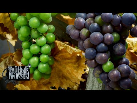Видео: Виноградники. Тайные механизмы природы