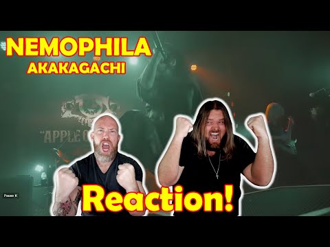 Видео: Реакция музыкантов на первое прослушивание NEMOPHILA / 赤加贺-AKAKAGACHI-!