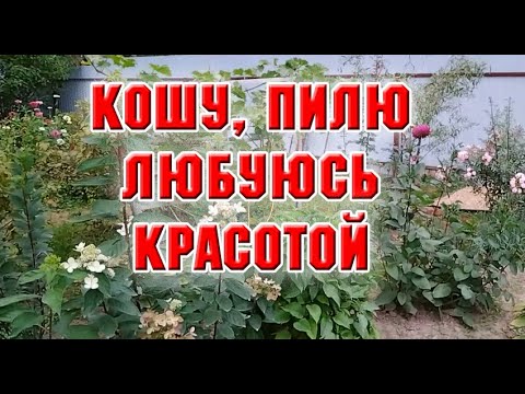 Видео: Кошу, пилю, любуюсь красотой