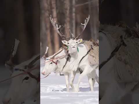 Видео: "6 ЯСТАНЫ ӨЛГИЙ НУТАГ" Үг,Ая: Боловсролын тэргүүний ажилтан,Соёлын тэргүүний ажилтан Д.Бямба