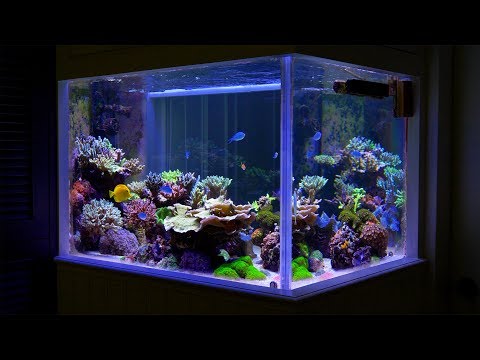 Видео: «Риф на Тайване», Джимми Хуан