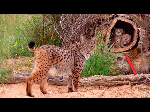 Видео: В норе рыдали два малюсеньких рысенка. Они были страшно напуганы и ждали маму с охоты.