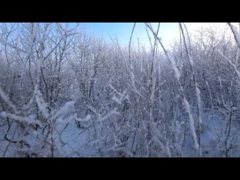 Видео: охота на зайца 2024г-2025г №3